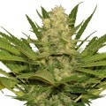 Original Skunk (Bulk Seeds)