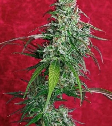 Juanita La Lagrimosa (Reggae Seeds)
