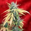 Blackdance (Reggae Seeds)