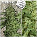 Frencheese (French Touch Seeds)