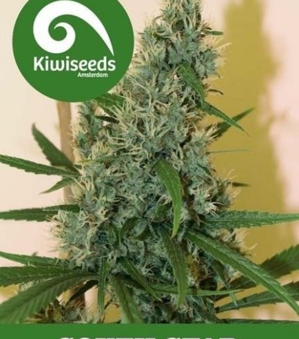 South Star (Kiwi Seeds)