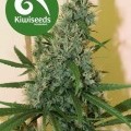 South Star (Kiwi Seeds)