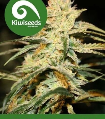 Sugar Baby (Kiwi Seeds)