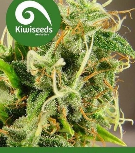 Tasman Haze (Kiwi Seeds)