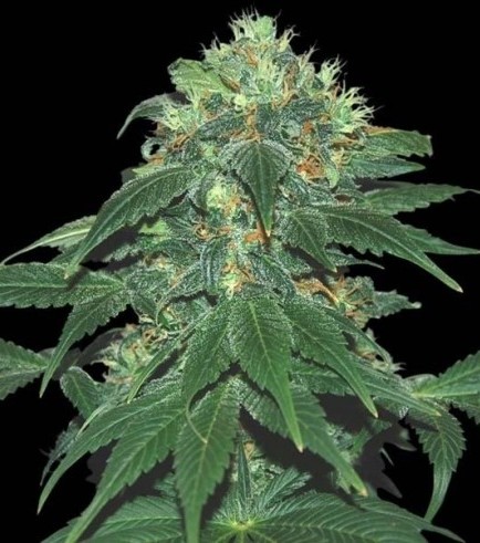 Punky Lion (Samsara Seeds)