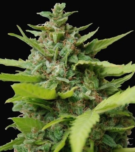 Kiss Dragon (Samsara Seeds)