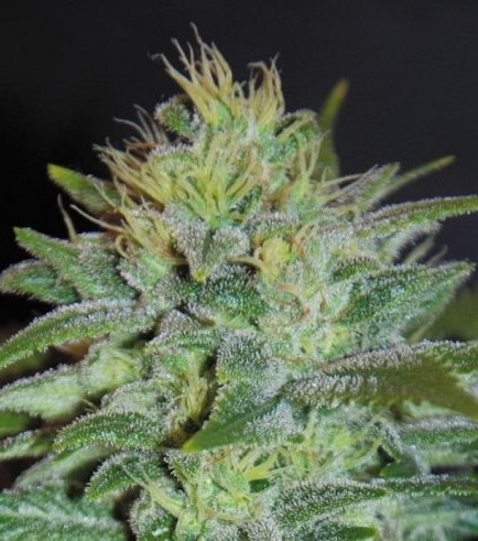 Sweet Black Angel (Samsara Seeds)