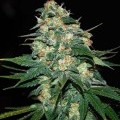 Skunk 47 (World Of Seeds)