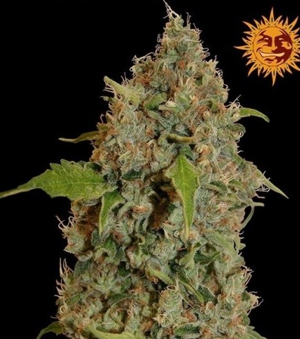 Chronic Thunder (Barney's Farm)