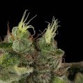Bubba Kush (Humboldt Seeds)