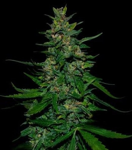 Timanfaya Auto (VIP Seeds)