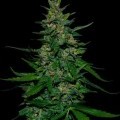 Timanfaya Auto (VIP Seeds)