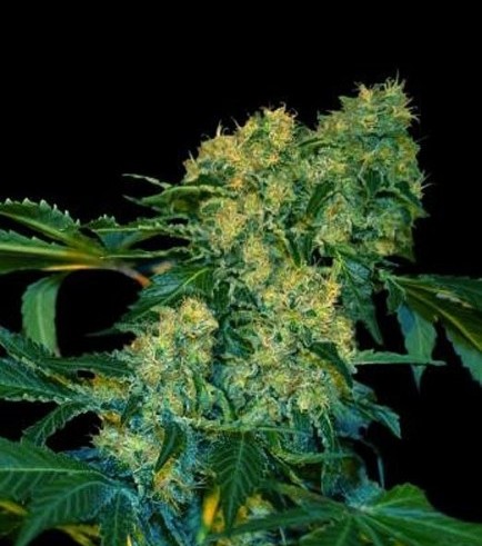 Chingis Khan (VIP Seeds)