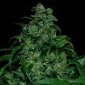 Tank (VIP Seeds)