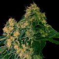 Torpedo (VIP Seeds)