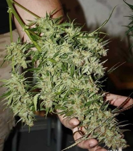 Blue Auto Mazar (Dutch Passion)