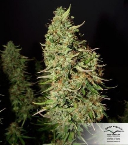 Blue Auto Mazar (Dutch Passion)