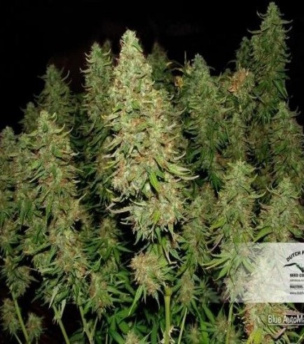 Blue Auto Mazar (Dutch Passion)