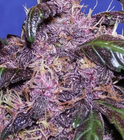 Auto Purple (Original Sensible Seeds)