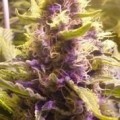 Sweet Kush (Original Sensible Seeds)