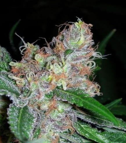 Querkle (TGA Subcool)