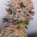 Querkle (TGA Subcool)