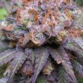 Querkle (TGA Subcool)