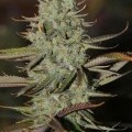 Marionberry Kush (TGA Subcool)