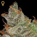 King's Kush (Greenhouse Seeds)