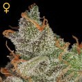 King's Kush (Greenhouse Seeds)