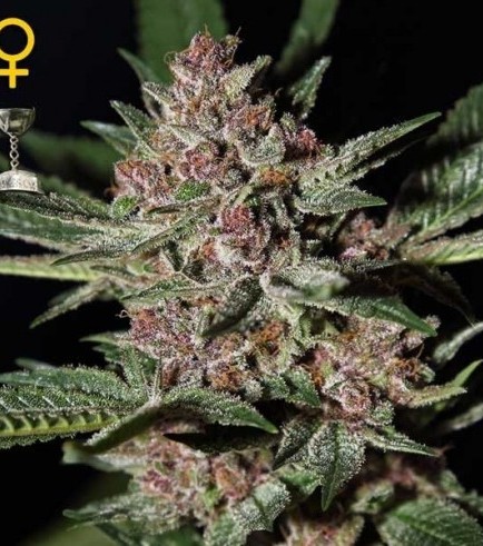 Bubba Kush (Greenhouse Seeds)