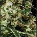 Arjan's Haze 2 (Greenhouse Seeds)