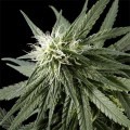 Arjan's Haze 2 (Greenhouse Seeds)