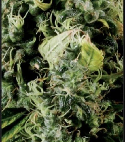 Arjan's Haze 3 (Greenhouse Seeds)