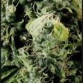 Arjan's Haze 3 (Greenhouse Seeds)