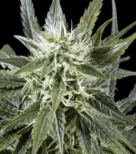 Arjan's Haze 3 (Greenhouse Seeds)