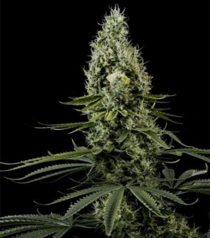 Arjan's Haze 3 (Greenhouse Seeds)