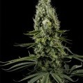 Arjan's Haze 3 (Greenhouse Seeds)