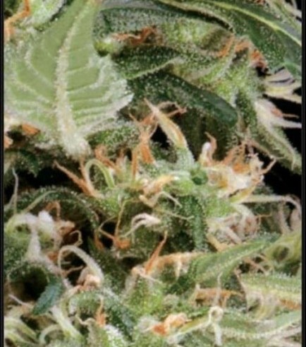 Arjan's Ultra Haze 1 (Greenhouse Seeds)