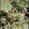 Arjan's Ultra Haze 1 (Greenhouse Seeds)