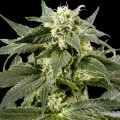 Himalaya Gold (Greenhouse Seeds)