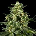 Himalaya Gold (Greenhouse Seeds)