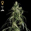 Arjan's Haze 1 (Greenhouse Seeds)