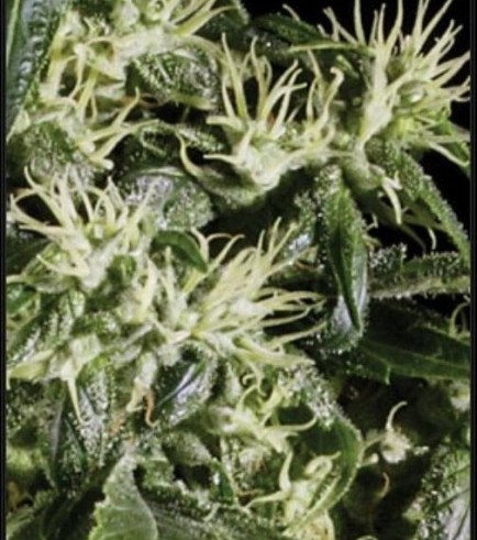 Arjan's Haze 1 (Greenhouse Seeds)