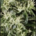 Arjan's Haze 1 (Greenhouse Seeds)