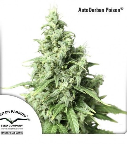 AutoDurban Poison (Dutch Passion)