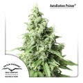 AutoDurban Poison (Dutch Passion)