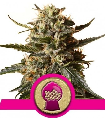 Bubblegum XL (Royal Queen Seeds)