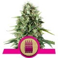 Royal AK (Royal Queen Seeds)