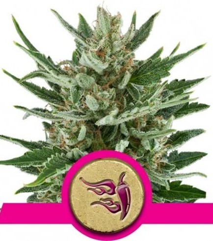 Speedy Chile - Fast Flowering (Royal Queen Seeds)